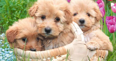 ¿Los perros ven en blanco y negro? ~ La Vida es Infinito